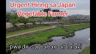 Urgent Hiring sa Japan Vegetable Farmer [upl. by Setarcos628]