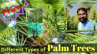 Types of Palm Trees With Price  Palm Trees in India  Rabish Areca Paurotis Red Latania Palm [upl. by Cutler]