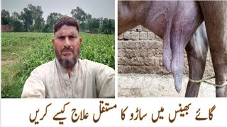 Mastitis in cows and Buffalo  saroo ka ilaj Dr M Sattar Ahmed Rajpoot [upl. by Washko]