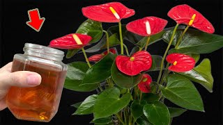 1 Cup A Week Suddenly Anthurium Grows Lots Of Roots And Blooms All Year Round [upl. by Michella]