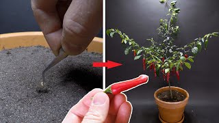 Growing PES PEPPER Time Lapse  158 Days [upl. by Pitzer]