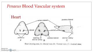 Blood vascular system  Common marine prawn Penaeus indicus [upl. by Albers]