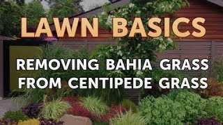 Removing Bahia Grass From Centipede Grass [upl. by Acissej]