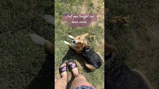 Animals can be the greatest of teachers Rest in peace Dolly corgi dog love tribute [upl. by Odlareg]