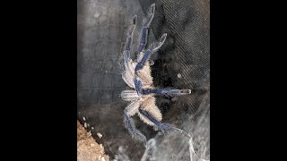 Monocentropus Balfouri Male Rehouse  How To Rehouse An Old World Tarantula Safely [upl. by Cyna452]