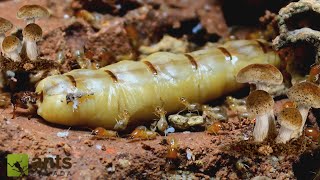 Using TERMITE COLONIES to Grow Edible MUSHROOMS Experiment [upl. by Adalie]