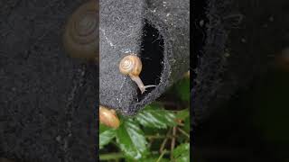 Snail tales Secrets of the slow movers 🐌 🐌 🐌 nature NatureLovers ExploreNature WildlifeVideos [upl. by Ahsratan]