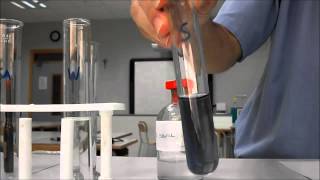 Enzyme experiment amylase starch iodine [upl. by Hgeilyak131]