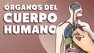 Órganos del cuerpo humano [upl. by Okin952]