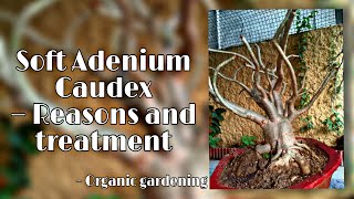 Soft Adenium Caudex  reasons and treatments [upl. by Ahsinet892]