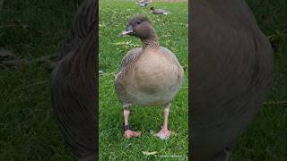 Pinkfooted Goose  Kurzschnabelgans Heidelberg [upl. by Yrot640]