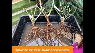 WHAT TO DO WITH BARE ROOT ROSES BEFORE PLANTING THEM🌹 David Austin Roses 🌹 Shirley Bovshow [upl. by Oinigih80]