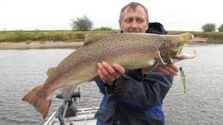 Lachs beim Zanderangeln auf der Elbe vom Boot [upl. by Brackett]