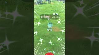 異色偽螳草開圖啦！I got shiny Fomantis in pokemongo shinypokemon fomantis gofest2024 [upl. by Aihsikal]