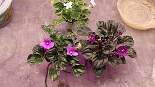 African Violets  Update on Clackamas Hybrids [upl. by Leamiba302]