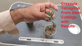 how to propagate crassula tetragona from stem cuttings  crassula tetragona connivens propagation [upl. by Yunfei]