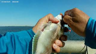 Porgy Fishing amp Then A Cownose Ray Invasion 7 26 24 [upl. by Riehl743]