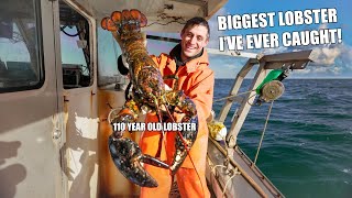 MASSIVE Maine Lobster 100 years old [upl. by Suirauqram]