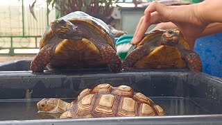 Redfooted Tortoise and Sulcata Tortoise Have fun playing in the water [upl. by Bruno]