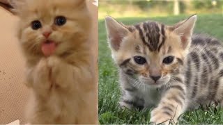 Baby Cats  Cute and Funny Cat Videos Compilation 2020 [upl. by Ettenwad]