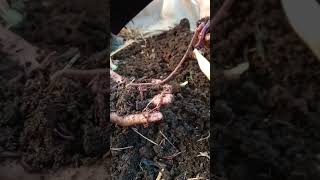 SS organic 9257859014organicfarming newsong farming agriculture vermicomposting trending [upl. by Sergeant]