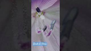 Water Hyacinth flower 🌷☘️different flower homedecor nature trending viralvideo viralshorts [upl. by Ajiat]