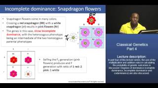 PCAT Classical Genetics – Part 4 Incomplete Dominance Snapdragon flower example [upl. by Attiuqehs]