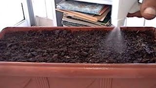 How to Plant Catnip from Seeds [upl. by Albertina]