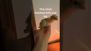 Meet Nubbin my 1legged chicken 🥰 chicken chick cuteanimals cutechicken petchicken 1leg [upl. by Aranat]