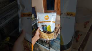 Itna accha breeding result 😍🦜  BOLTZ budgies food shorts boltz dailyminivlog petsvlog [upl. by Marlon]