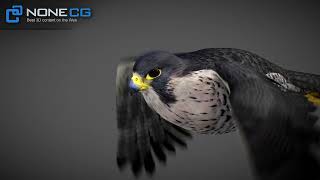 3D Animated Falcon [upl. by Gersham]