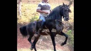 Caballo Prieto Azabache  Antonio Aguilar Vulcano [upl. by Hsepid]