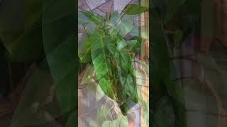 Grow these plants from cutting very easily indoorplants gardening plants shorts viral [upl. by Komsa358]