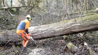 Big poplar harvest with STIHL [upl. by Adyan]