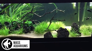 40 Gallon Breeder Planted Tank Propagation of Blyxa Japonica [upl. by Astrahan]