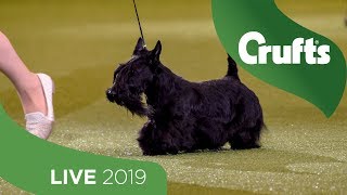 Crufts 2019 Day 3  Part 3 LIVE [upl. by Danika]