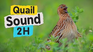 Quail Sound 2 Hours High Resolution [upl. by Tahmosh]