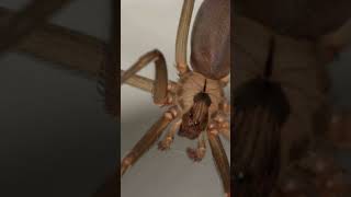 The Chilean Recluse World’s Most dangerous Recluse spider [upl. by Tess602]