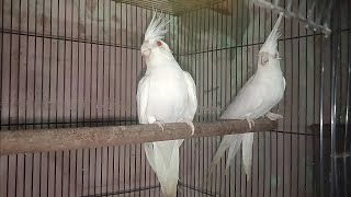 Cocktail Birds breeding  birds video  cocktailbreeding birds [upl. by Nedyrb]