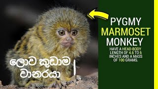 Pigmy marmosetsmallest primatemonkeyin the worldකුඩාම වානරයාmahindainfuturethefactscen6361 [upl. by Obaza]