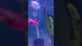 Betta female sorority with a dwarf gourami and 3 Cory cat fish Going 8 weeks strong no fights [upl. by Park]