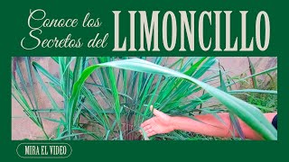 ¡Para qué es buena la limonaria o limoncillo Plantas [upl. by Namsaj]