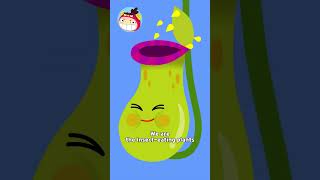 Insect Eating Plant Song  Nursery Rhymes  REDMON [upl. by Corissa108]