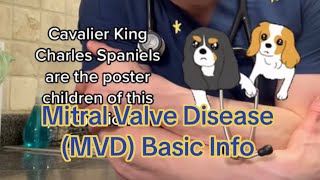 Mitral Valve Disease MVD or MMVD [upl. by Enelyak572]