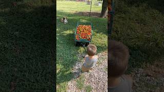 Dane’s bringing in the tomato harvest shorts ranch farmboy farmwork harvest [upl. by Amelina]