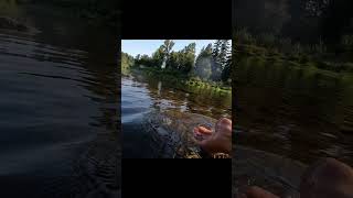 Salmon Up close at the Clackamas River Oregon fishing shorts salmon [upl. by Esille536]