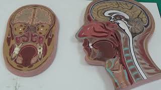 Paranasal sinusler Solunum sistemi 03 Laboratuvar anlatım videoları İnsan Anatomisi TUS DUS SBF [upl. by Zedekiah]