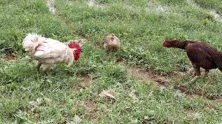 Grey francolin vs Rooster this is a funny video [upl. by Roana]