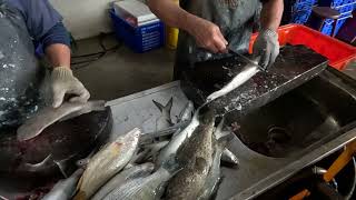 Amazing fresh seafood catching and selling 明發定置漁場 freshseafoods fishing 5 [upl. by Eanaj874]