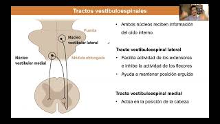 Tema 4 Médula espinal tractos descendentes [upl. by Adnam466]